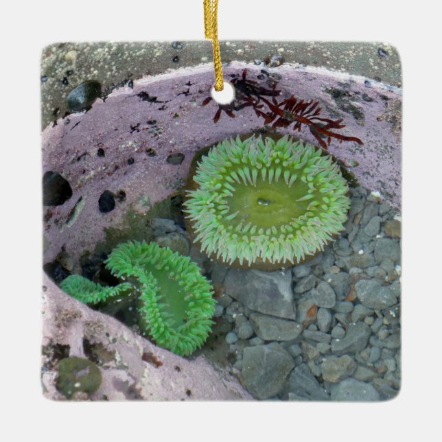 Pacific Northwest Tidepool with Green Anenomes Ceramic Ornament (Front)