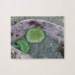 Pacific Northwest Tidepool with Green Anenomes Jigsaw Puzzle
