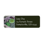 Pacific Northwest Tidepool with Green Anenomes Label
