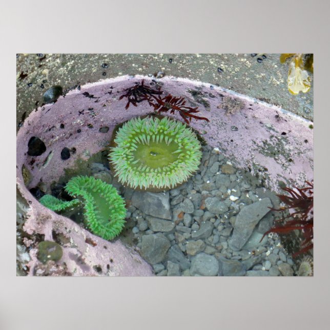Pacific Northwest Tidepool with Green Anenomes Poster (Front)