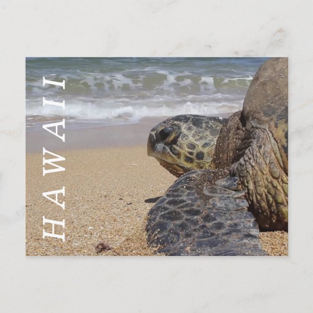 Pacific Ocean Beach Sea Turtle Hawaii Postcard (Front)