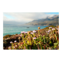 Pacific Ocean Flowers Photography