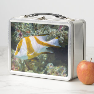 Pacific Ocean Red Emperor Snapper White Brown Band Metal Lunch Box
