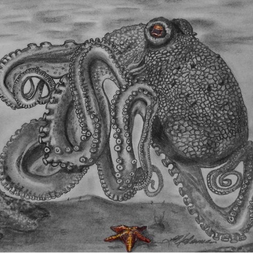 Pacific Octopus with Starfish Canvas Print