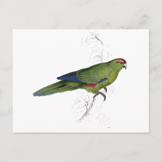Pacific Parrakeet by Edward Lear Postcard (Front)