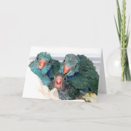 Pacific Parrotlets baby birds Christmas Card photo