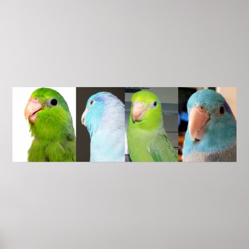 Pacific Parrotlets Green blue birds 36 x 12 Poster