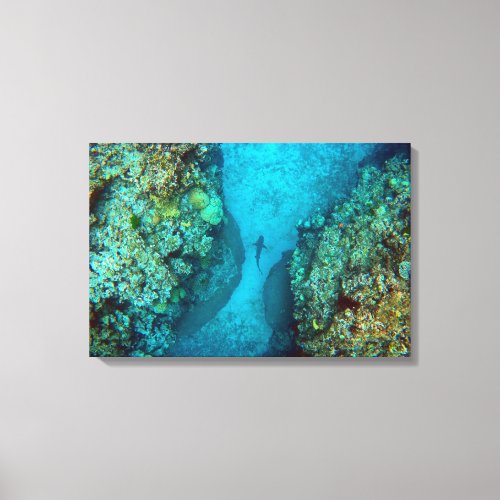 PACIFIC REEF SHARK 16x24 Canvas Print