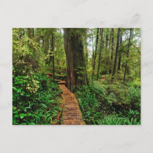 Pacific Rim National Park, on a rainy autumn day Postcard