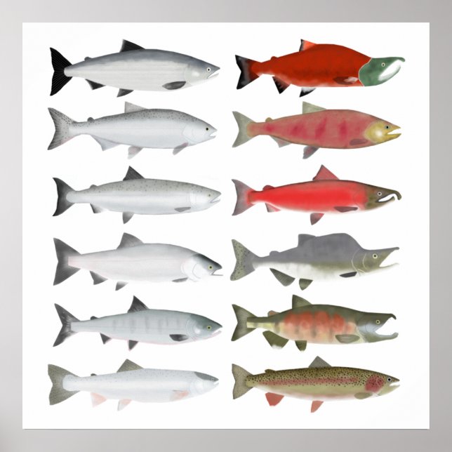 Pacific Salmon - Ocean and Spawning Phases Poster (Front)