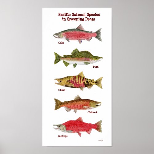 Pacific Salmon Species Art Poster