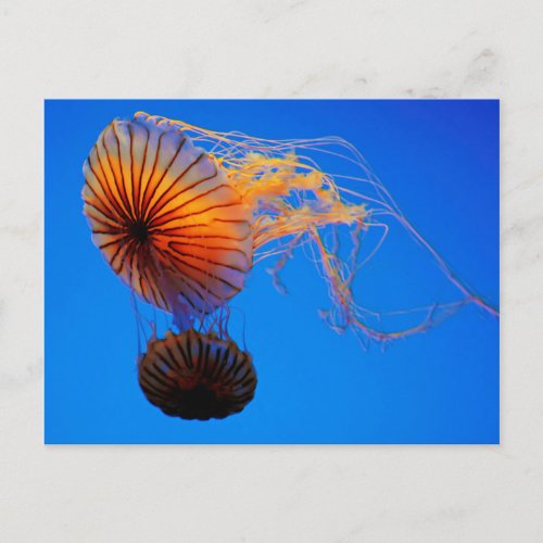 Pacific Sea Nettle Chrysaora Fuscescens Postcard