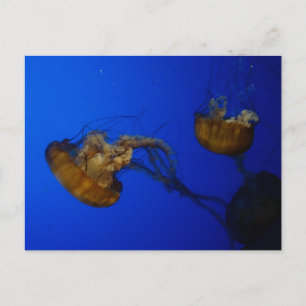 Pacific Sea Nettle Jellyfish Postcard