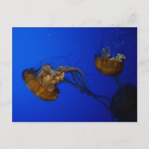 Pacific Sea Nettle Jellyfish Postcard