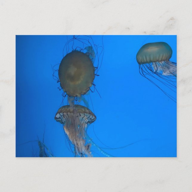 Pacific Sea Nettles Postcard (Front)