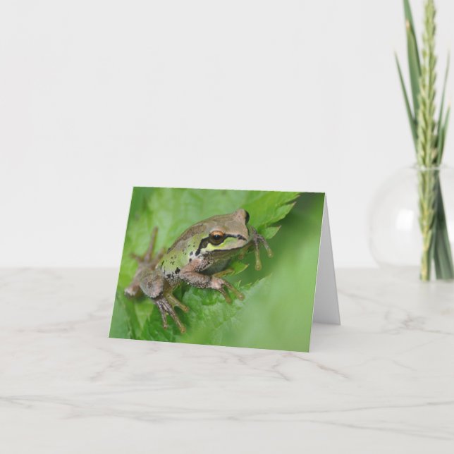 Pacific Tree Frog - Frameable Art Card (Front)