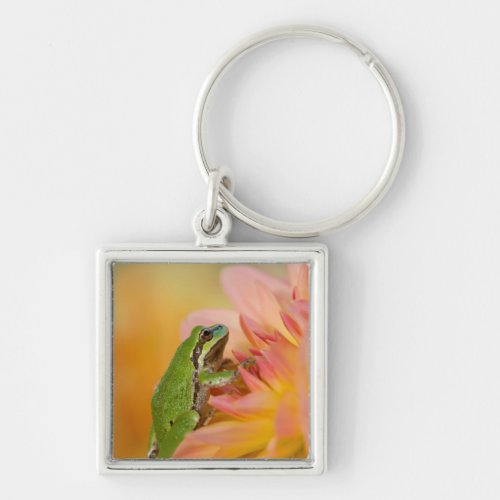 Pacific tree frog on flowers in our garden 2 keychain