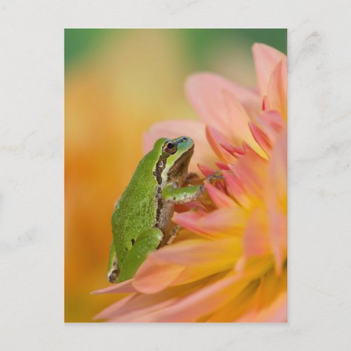 Pacific tree frog on flowers in our garden 2 postcard