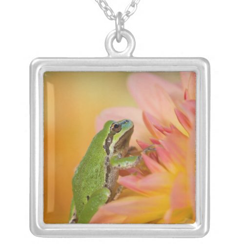 Pacific tree frog on flowers in our garden 2 silver plated necklace