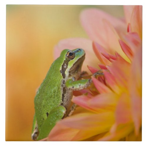 Pacific tree frog on flowers in our garden 2 tile