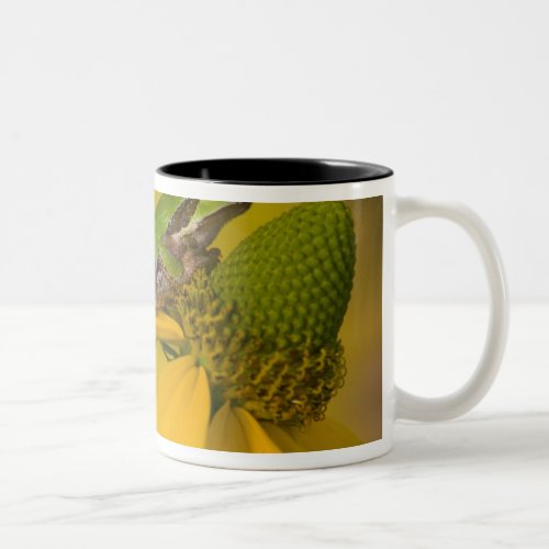 Pacific tree frog on flowers in our garden 2 Two_Tone coffee mug