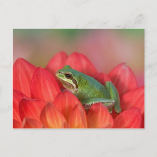 Pacific tree frog on flowers in our garden 3 postcard