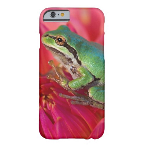 Pacific tree frog on flowers in our garden 4 barely there iPhone 6 case