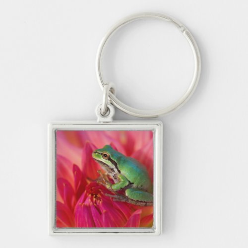 Pacific tree frog on flowers in our garden 4 keychain