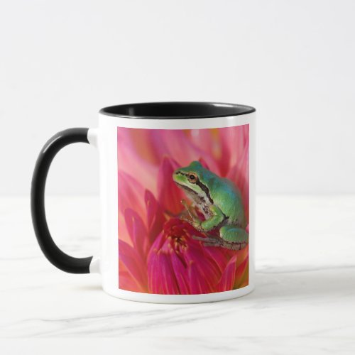 Pacific tree frog on flowers in our garden 4 mug