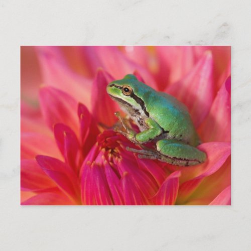 Pacific tree frog on flowers in our garden 4 postcard