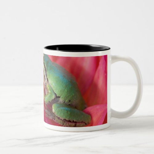 Pacific tree frog on flowers in our garden 4 Two_Tone coffee mug