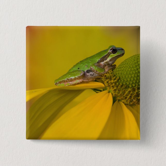 Pacific tree frog on flowers in our garden button (Front)