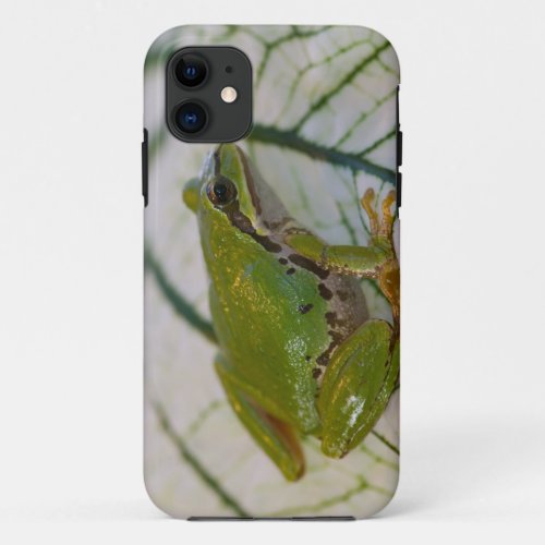 Pacific tree frog on flowers in our garden iPhone 11 case