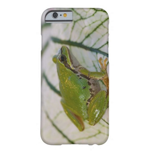 Pacific tree frog on flowers in our garden barely there iPhone 6 case