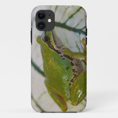 Pacific tree frog on flowers in our garden iPhone 11 case