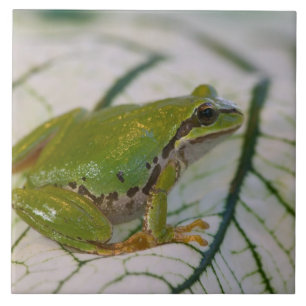 Pacific tree frog on flowers in our garden, ceramic tile