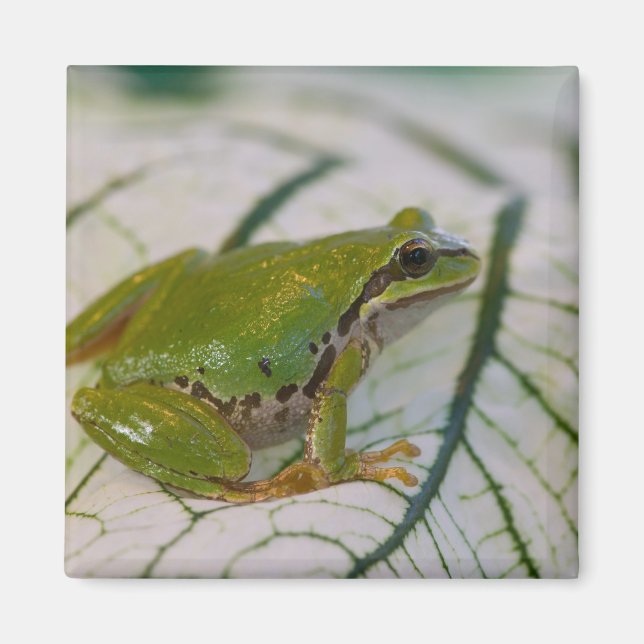 Pacific tree frog on flowers in our garden, magnet (Front)