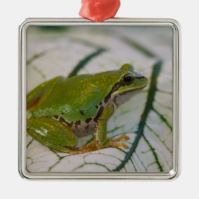 Pacific tree frog on flowers in our garden, metal ornament (Front)