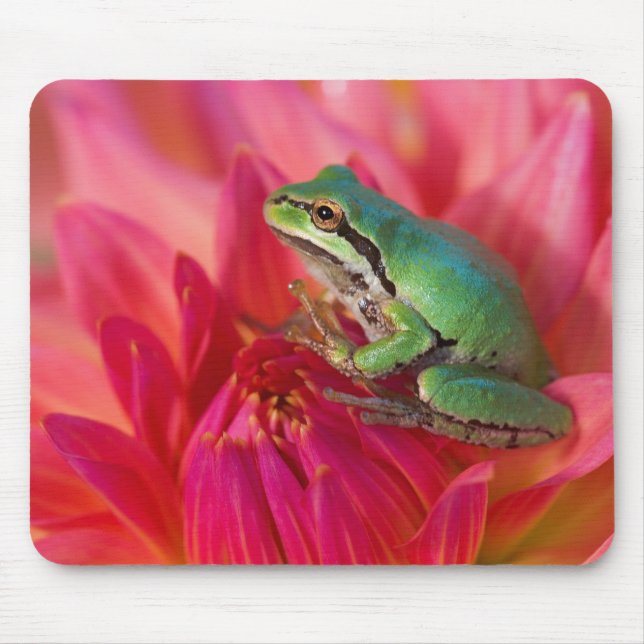 Pacific tree frog on flowers in our garden mouse pad (Front)
