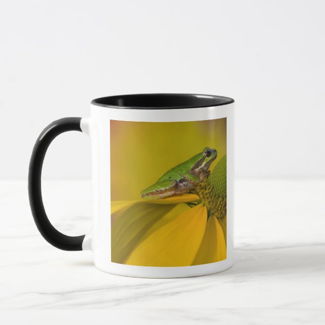 Pacific tree frog on flowers in our garden mug (Left)