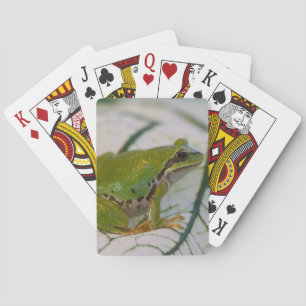 Pacific tree frog on flowers in our garden, poker cards