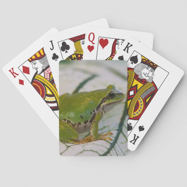 Pacific tree frog on flowers in our garden, poker cards (Back)