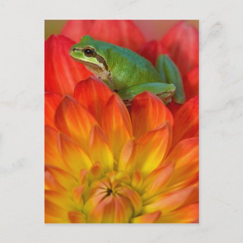 Pacific tree frog on flowers in our garden postcard