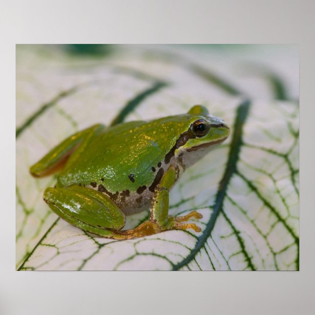 Pacific tree frog on flowers in our garden, poster (Front)
