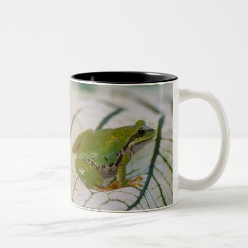 Pacific tree frog on flowers in our garden Two_Tone coffee mug