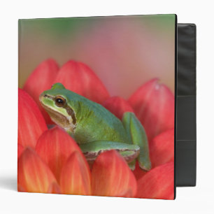 Pacific tree frog on flowers in the garden binder