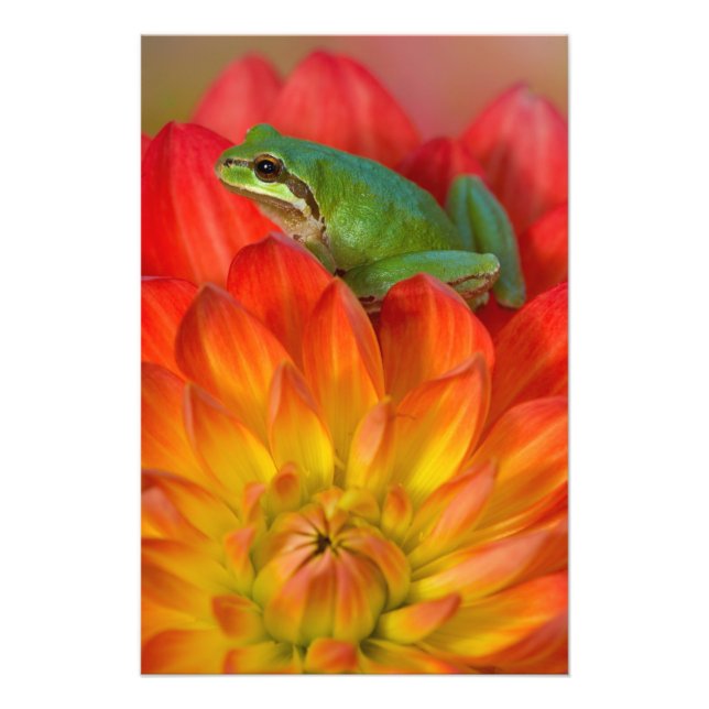 Pacific tree frog on flowers photo print (Front)
