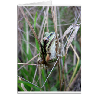 Pacific Treefrog or Chorus Frog Cards
