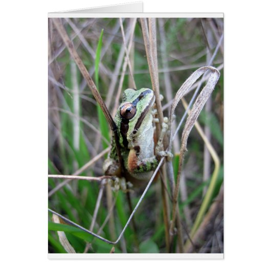 Pacific Treefrog or Chorus Frog Cards (Front)
