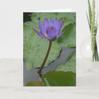 Pacific Water Lily (Nymphaeceae) Card